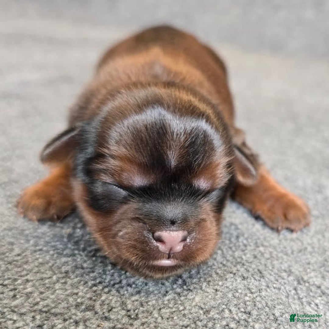 Shorkie dogs for sale: Pepper - Image 3