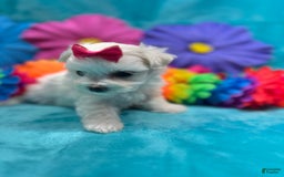 Maltese dogs for sale: AKC pink bow - Image 3