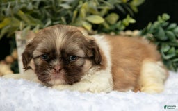 Shih Tzu dogs for sale: Austin - Image 2