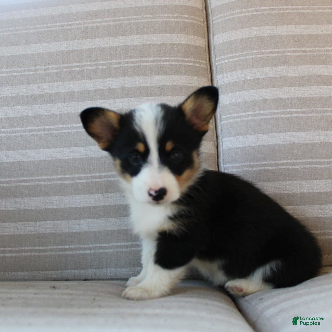 Welsh Corgi Pembroke dogs for sale: Lily - Image 16