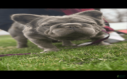 French Bulldog dogs for sale: Romeo - Image 2