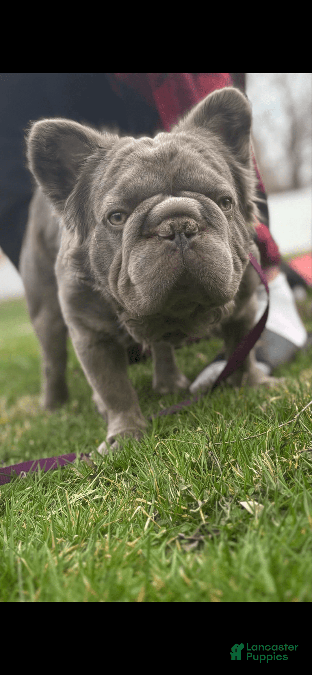 French Bulldog dogs for sale: Romeo - Image 2
