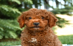 Mini Goldendoodle dogs for sale: Goose - Image 9