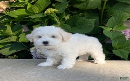 Coton De Tulear dogs for sale: Pearl - Image 15