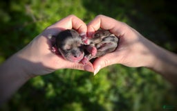 Morkie dogs for sale: Rare Merle Butterfly - Image 8