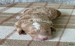 Standard Poodle dogs for sale: Cooper - Image 3