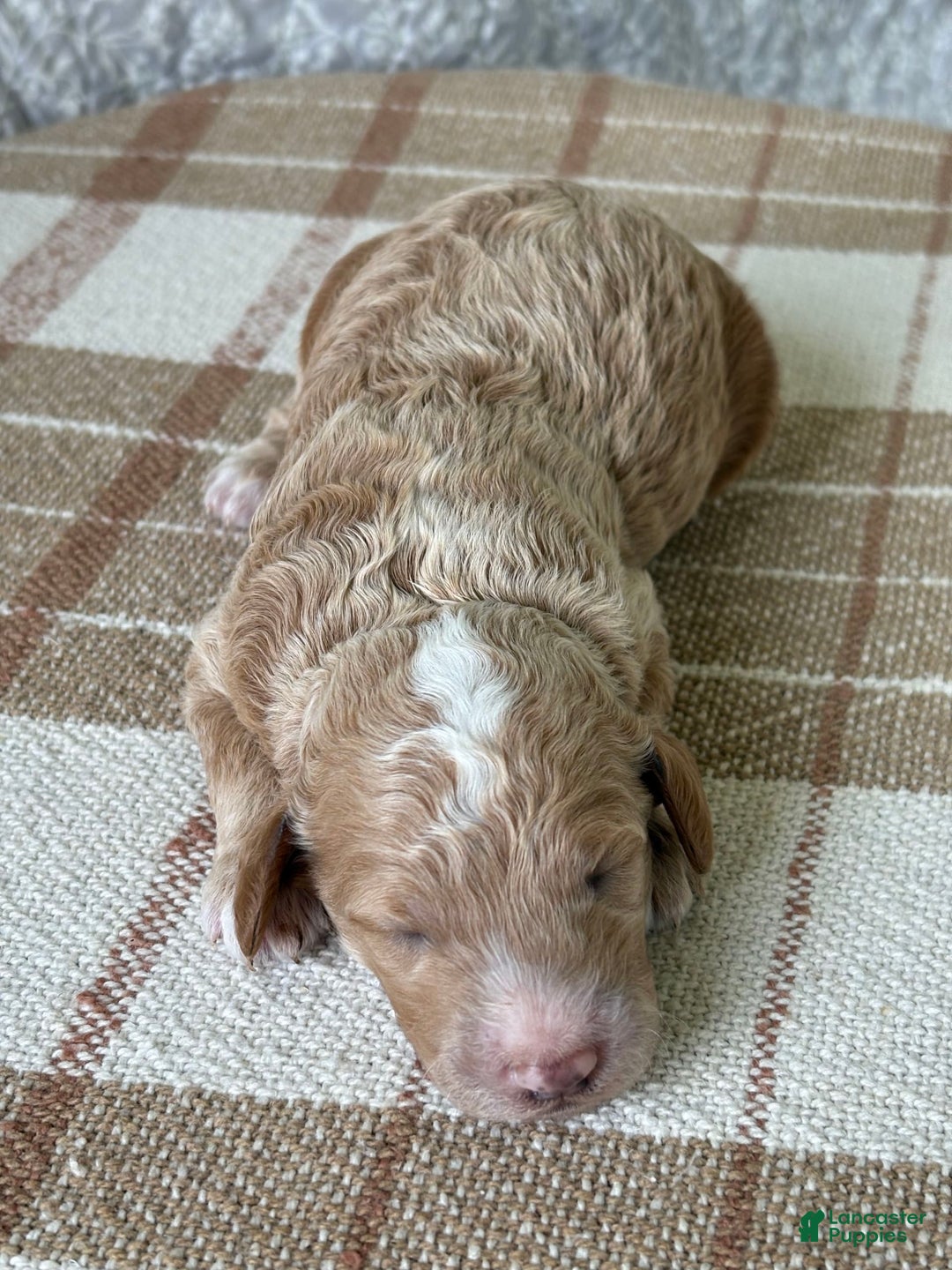 Standard Poodle dogs for sale: Cooper - Image 3