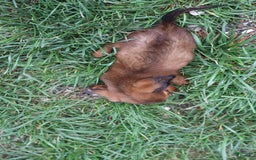 Miniature Dachshund dogs for sale: Dora - Image 8