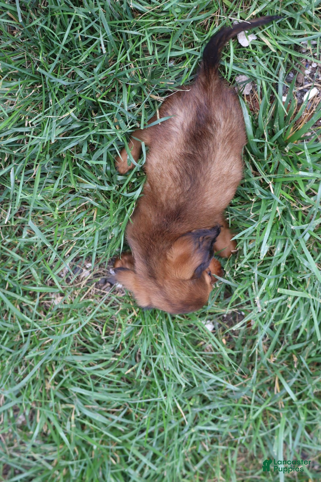 Miniature Dachshund dogs for sale: Dora - Image 8