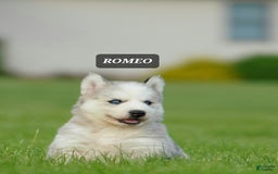 Gerberian Shepsky dogs for sale: Romeo - Image 16