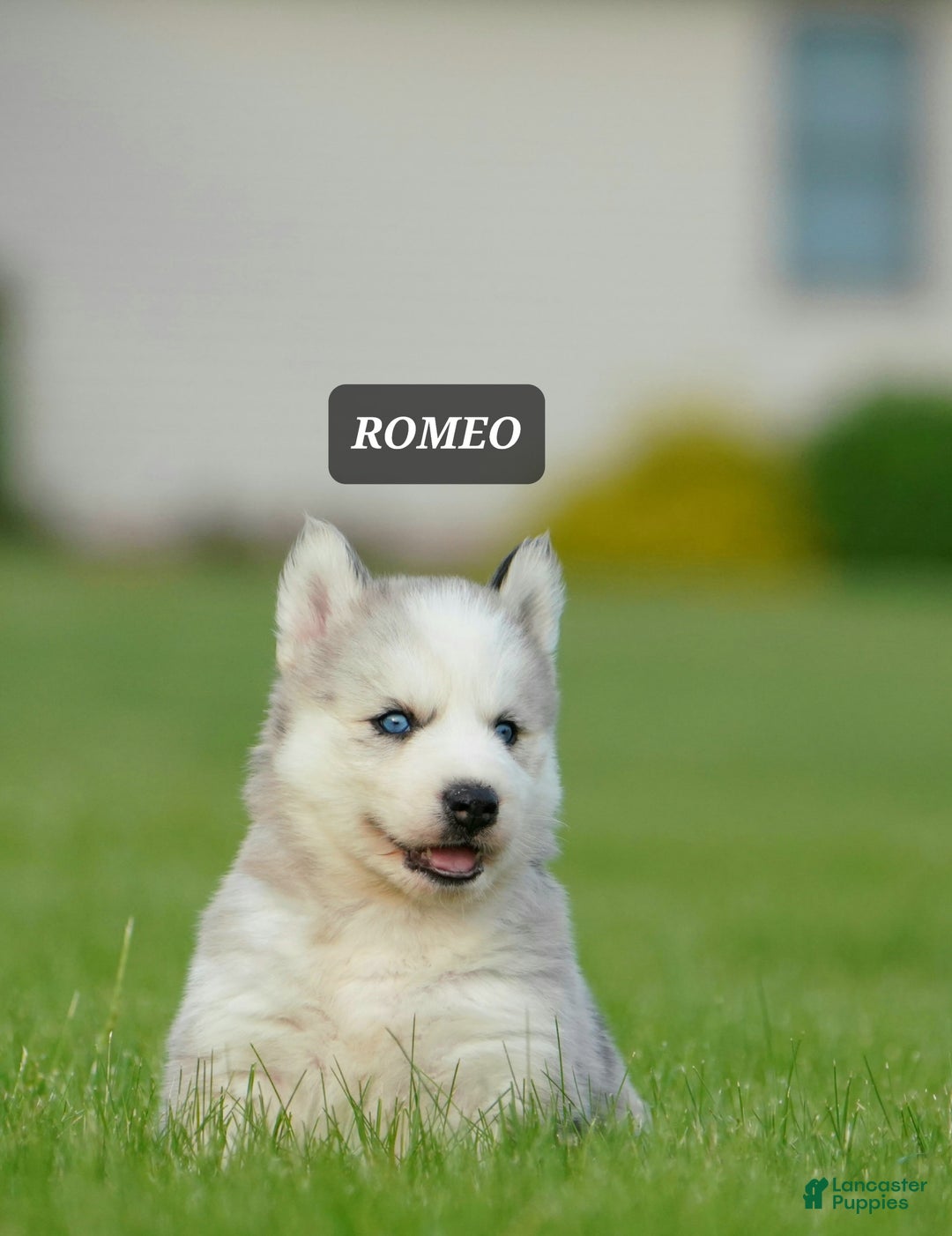 Gerberian Shepsky dogs for sale: Romeo - Image 16
