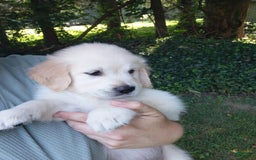 Golden Retriever dogs for sale: Poppy - Image 20