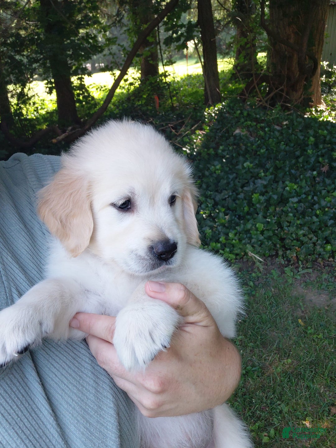 Golden Retriever dogs for sale: Poppy - Image 20