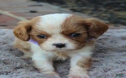 Cavalier King Charles Spaniel dogs for sale: Morgan - Image 1
