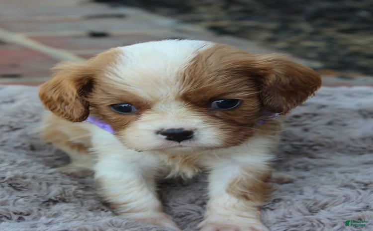Cavalier King Charles Spaniel dogs for sale - Ad 1