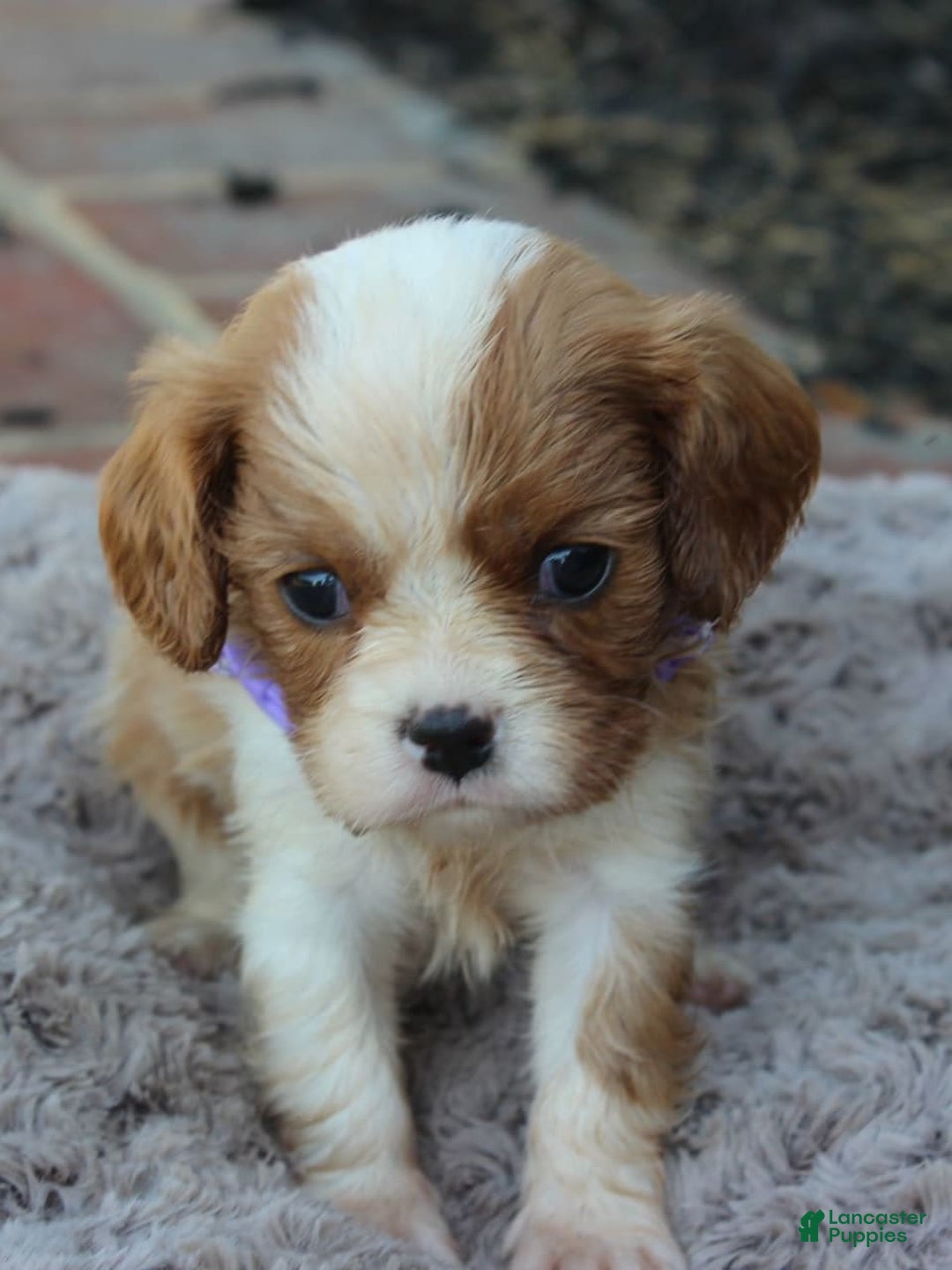 Cavalier King Charles Spaniel dogs for sale: Morgan - Image 1