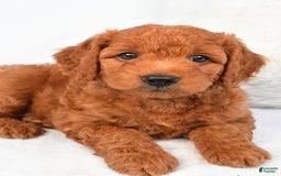 Mini Goldendoodle dogs for sale: Ollie - Image 2