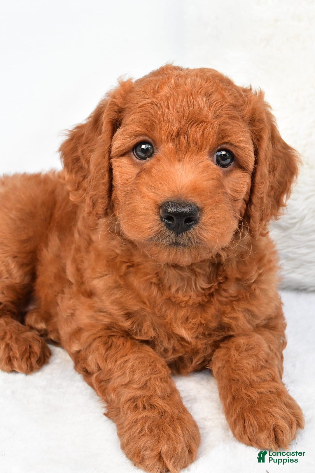 Mini Goldendoodle dogs for sale: Ollie - Image 2