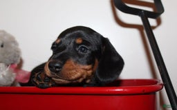 Dachshund dogs for sale: Raven Boy 1 - Image 1