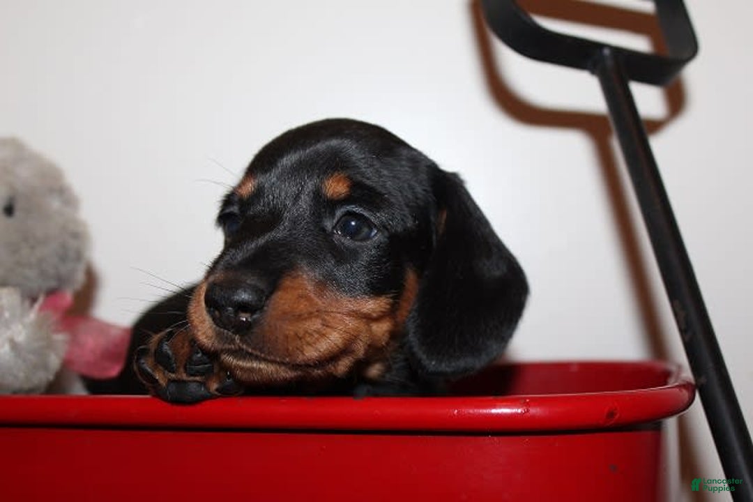 Dachshund dogs for sale: Raven Boy 1 - Image 1