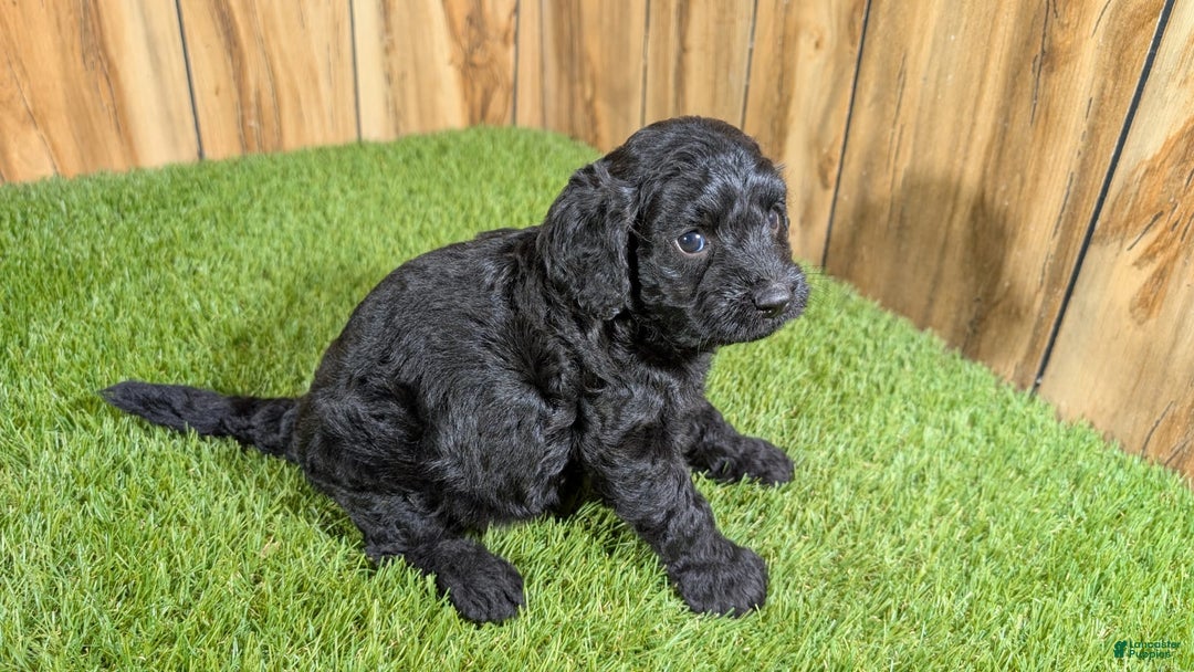 Cavapoo dogs for sale: Bertha Boy 1 - Image 3