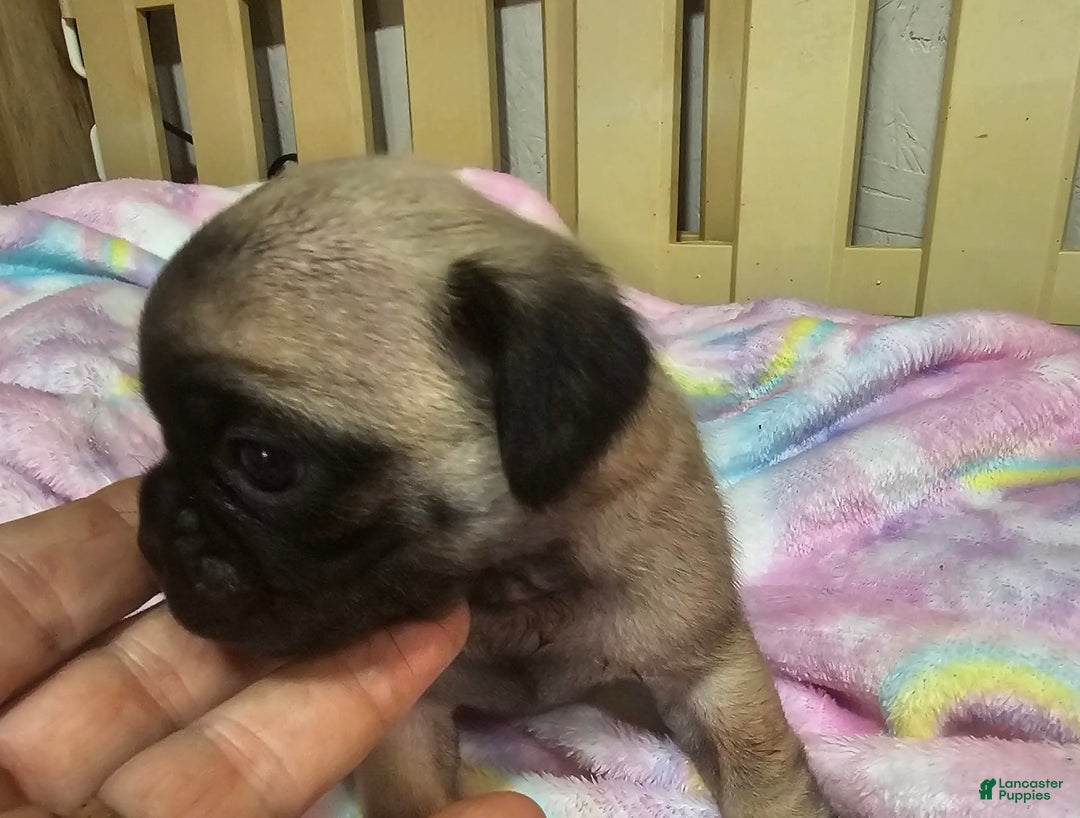 Pug dogs for sale: Shilo - Image 12