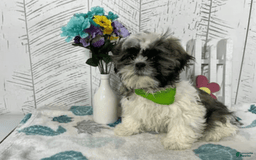 Shih Tzu dogs for sale: Simba - Image 5