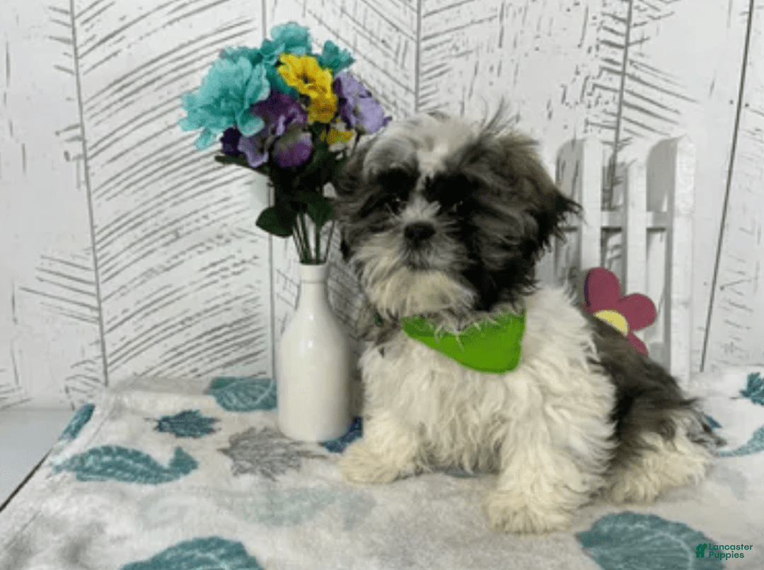Shih Tzu dogs for sale: Simba - Image 5