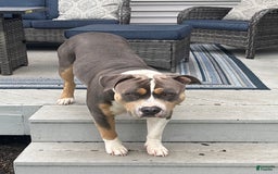 American Bully dogs for stud: Bronx - Image 2