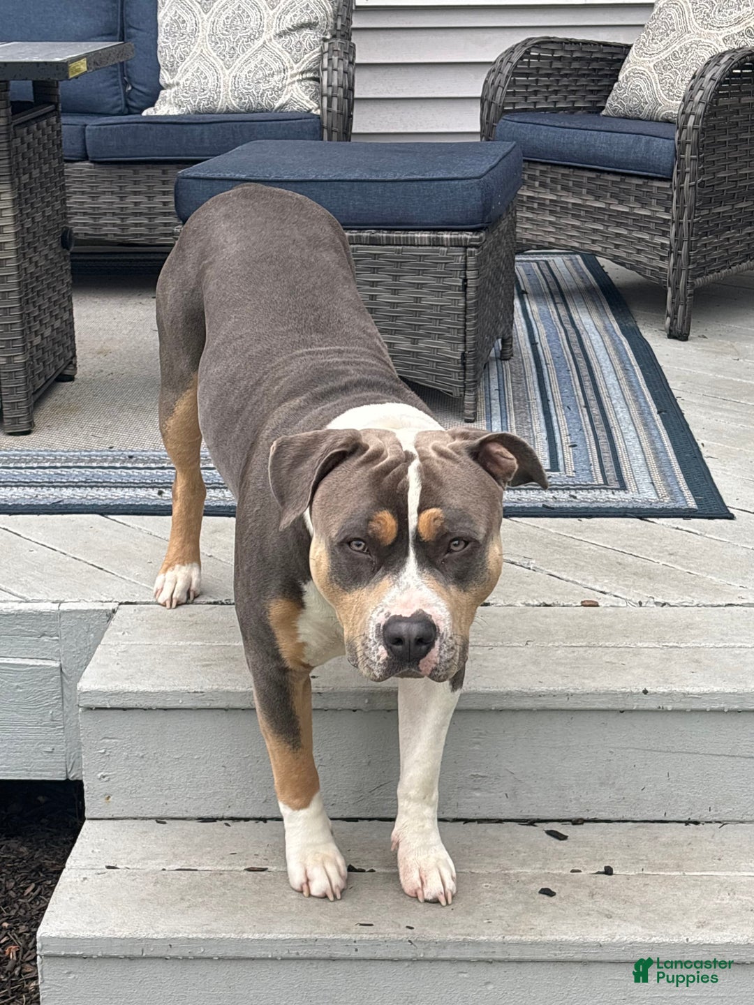 American Bully dogs for stud: Bronx - Image 2
