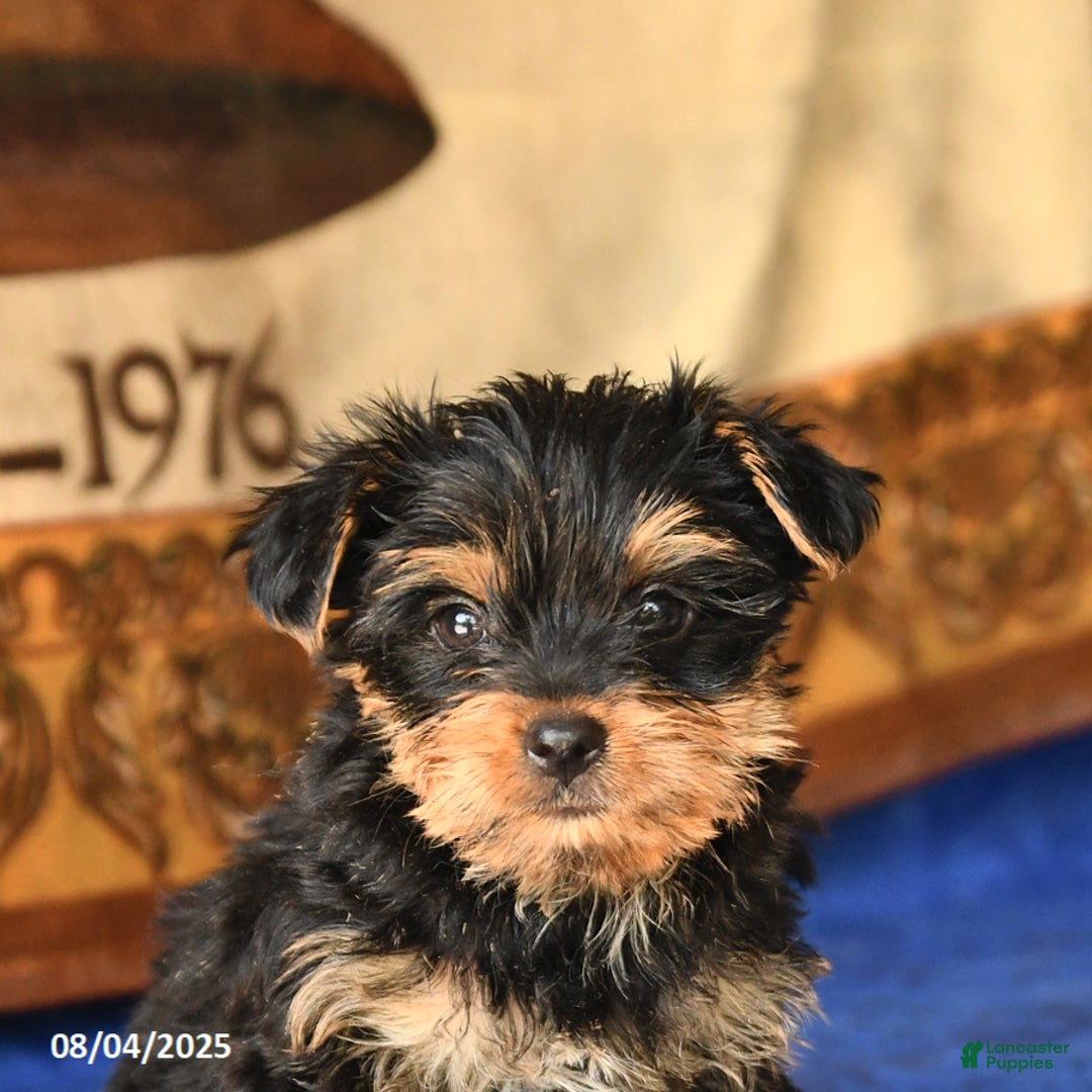 Yorkshire Terrier dogs for sale: Yorkshire Terrier 4 puppies - Image 19