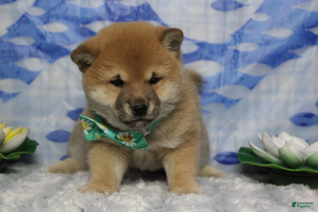 Shiba Inu dogs for sale: Larry - Image 15