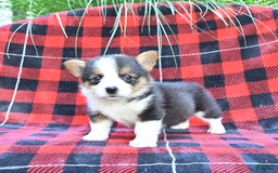 Welsh Corgi Pembroke dogs for sale: Sparky - Image 2