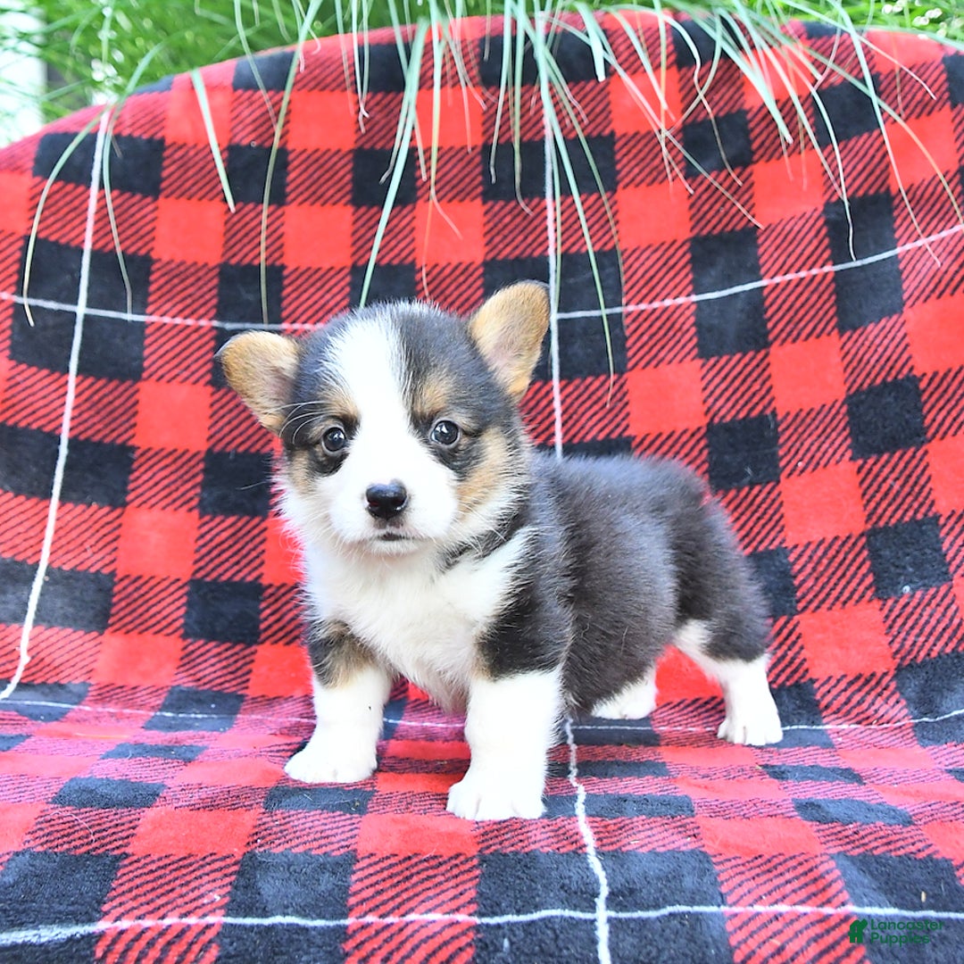 Welsh Corgi Pembroke dogs for sale: Sparky - Image 2