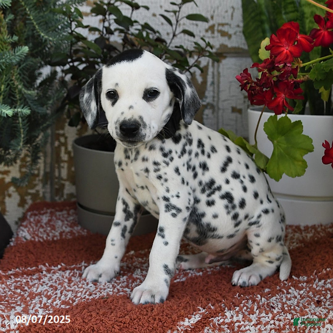 Dalmatian dogs for sale: Smoke - Image 3