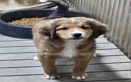 Bernese Mountain Dog dogs for sale: Red Collar - Image 2