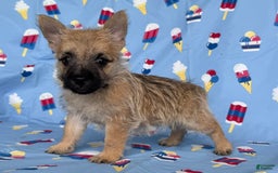 Cairn Terrier dogs for sale: Jackson - Image 5