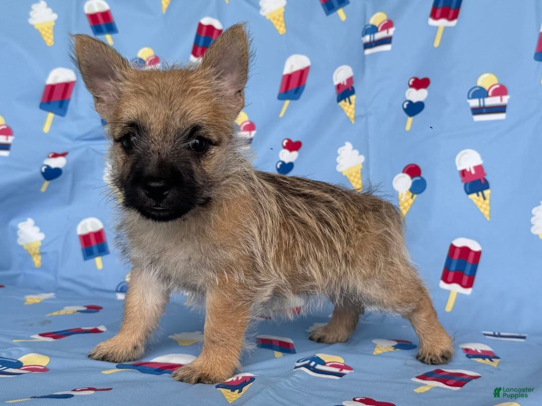 Cairn Terrier dogs for sale: Jackson - Image 5