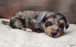 Shetland Sheepdog dogs for sale: Cosmos - Image 1