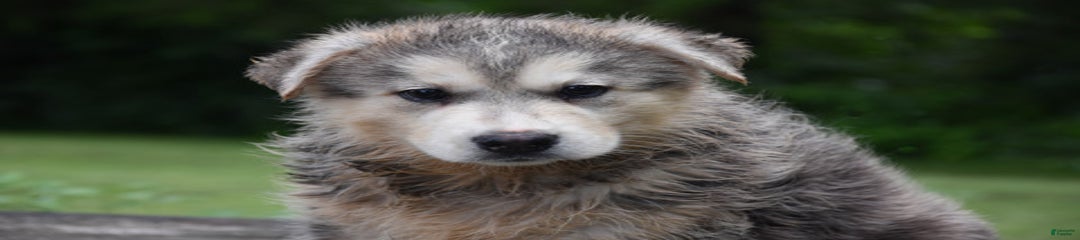 Jep