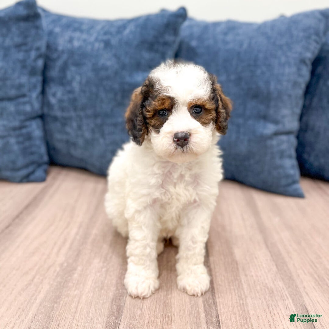 Mini Bernedoodle dogs for sale: Amelia - Image 2