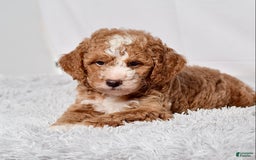 Mini Goldendoodle dogs for sale: Petite Mr Nixon - Image 3