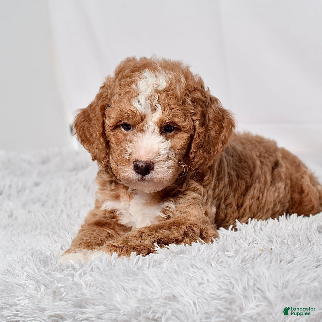 Mini Goldendoodle dogs for sale: Petite Mr Nixon - Image 3