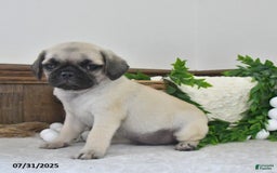 Puggle dogs for sale: Misty - Image 4