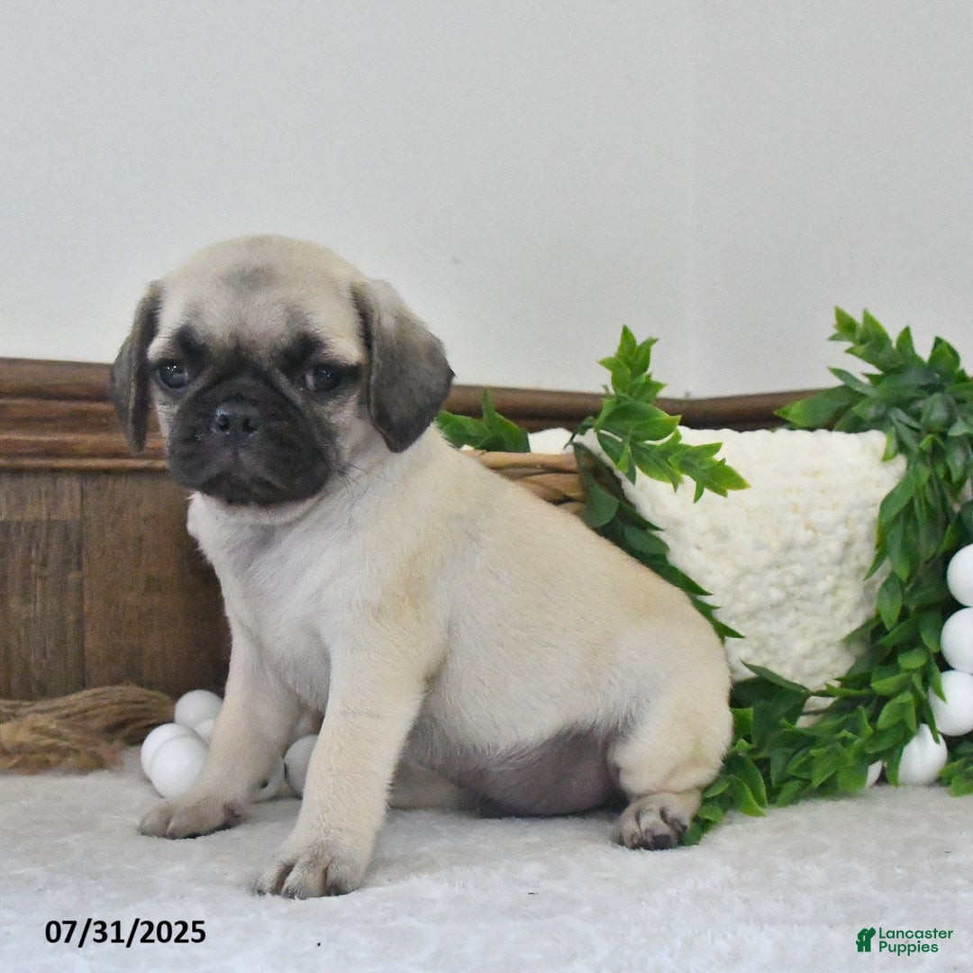 Puggle dogs for sale: Misty - Image 4