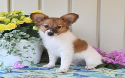 Papillon dogs for sale: Pongo - Image 14