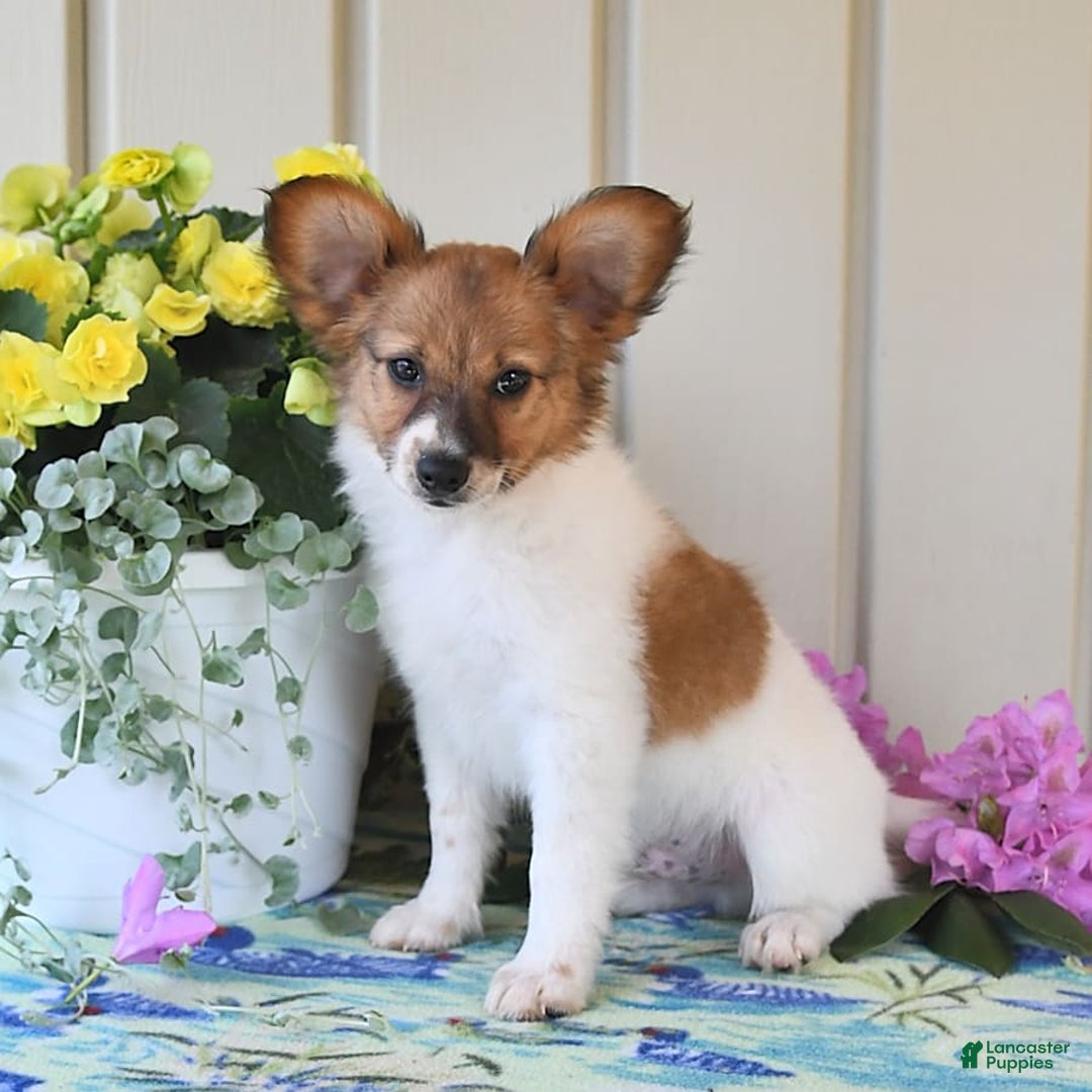 Papillon dogs for sale: Pongo - Image 14