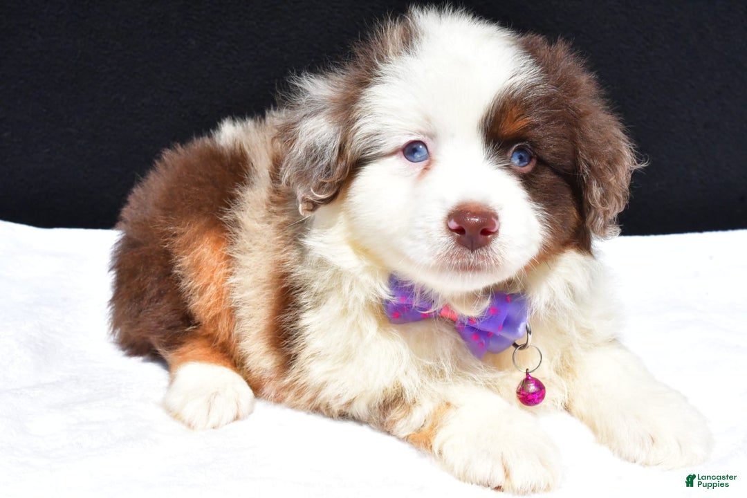 Miniature Australian Shepherd dogs for sale: June - Image 6