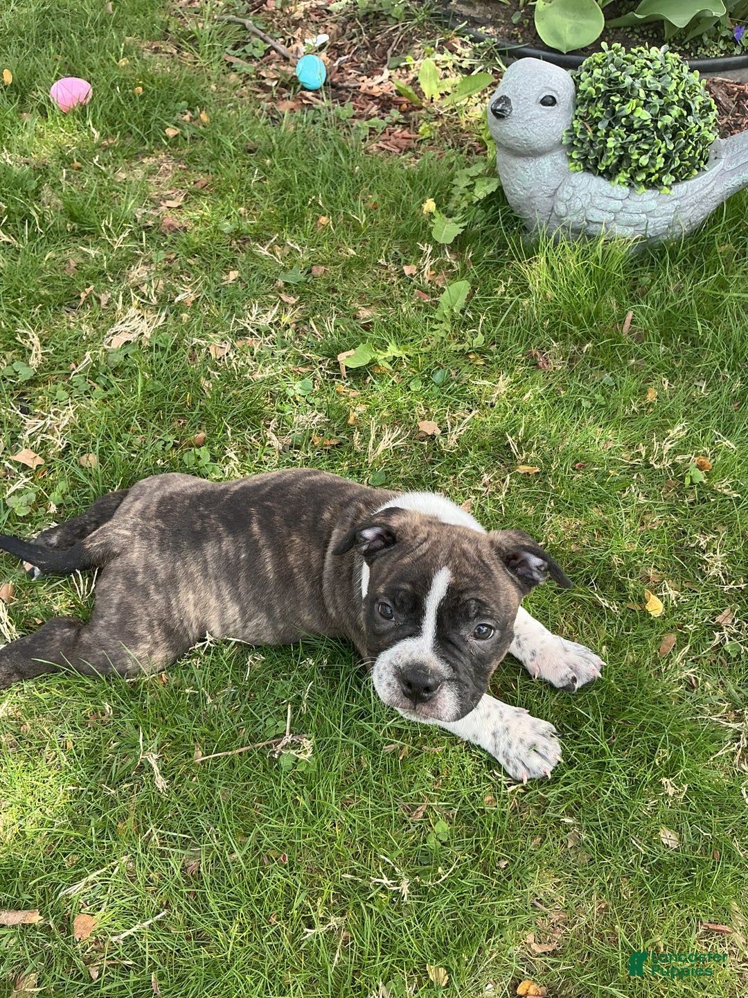 American Bully dogs for sale: Nala-brindle - Image 11