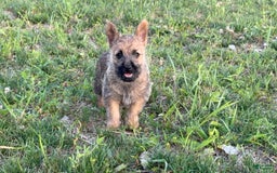 Cairn Terrier dogs for sale: Captain - Image 4